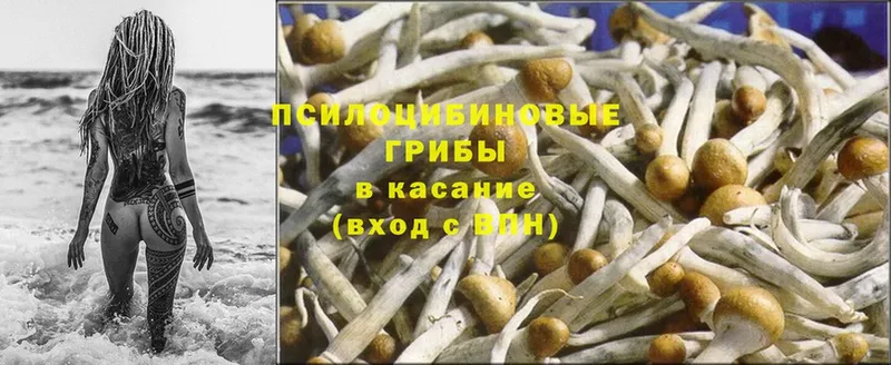 купить закладку  Ивангород  hydra ONION  Галлюциногенные грибы Psilocybine cubensis 